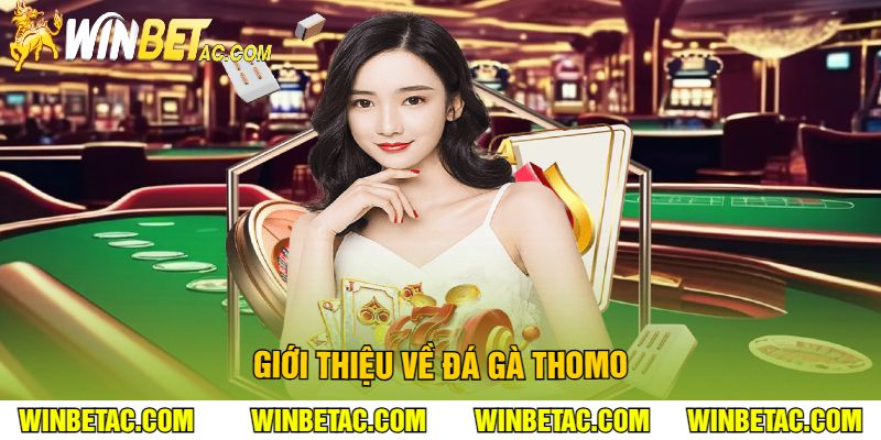 Giới thiệu về đá gà Thomo